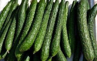 减肥吃瓜叶子,绿色减肥新风尚