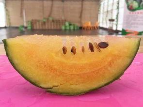 收集吃瓜,吃瓜群众视角下的娱乐圈风云录