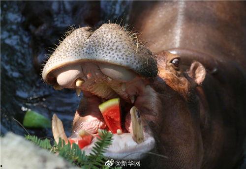 带你吃瓜动物融化,带你见证“吃瓜动物”融化瞬间