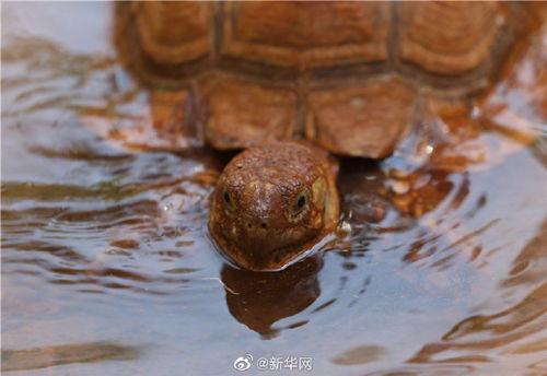 带你吃瓜动物融化,带你见证“吃瓜动物”融化瞬间