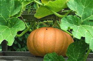 最新吃瓜美颜图片,捕捉网红美食新风尚