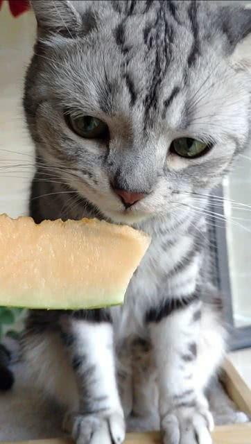 猫咪可以吃的瓜,盘点那些安全美味的瓜类佳肴