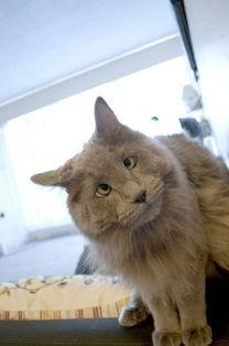 带你吃瓜之奇葩动物,带你领略“带你吃瓜之奇葩动物”的奇异世界