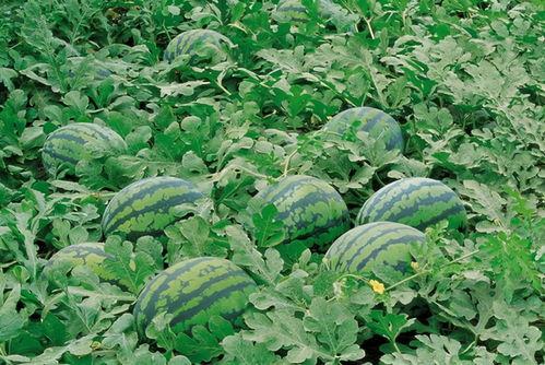 深秋吃瓜视频大全,盘点热门吃瓜视频大全