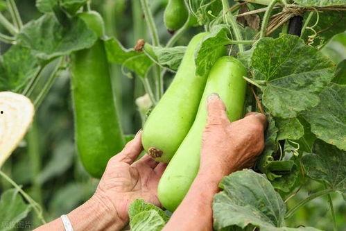 吃瓜是指吃啥药,究竟是什么“药”让众人津津乐道？