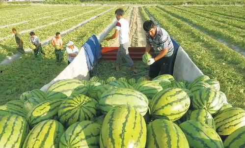 蛋仔演戏吃瓜图片,趣味横生上演喜剧一幕