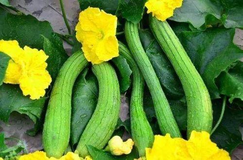 老人可以吃的瓜,适合老人食用的健康瓜类盘点