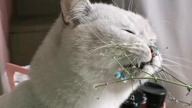 受害鱼吃瓜,揭秘水下美食背后的故事