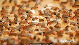 果蝇吃的瓜能吃吗,探究瓜类对人类食用的潜在影响