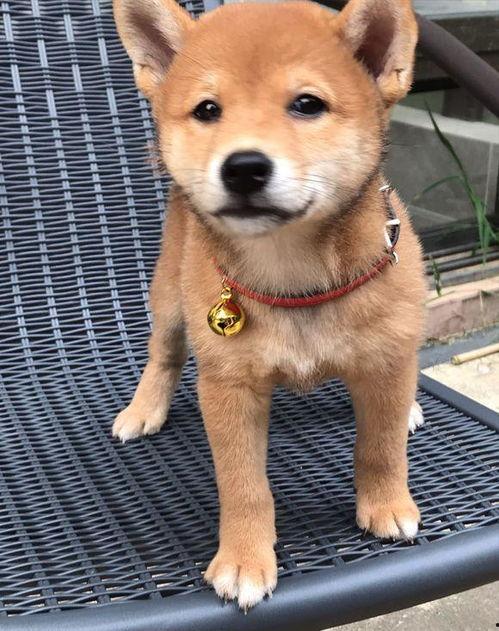 带你吃瓜学狗叫,带你领略“吃瓜学狗叫”的独特魅力