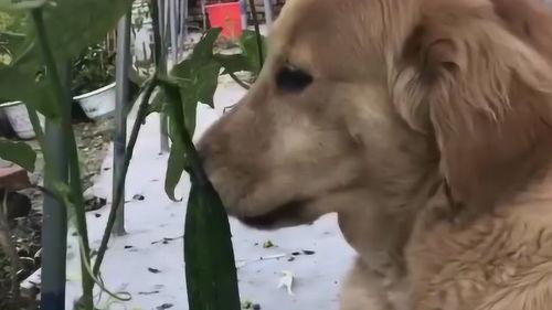 带你吃瓜学狗叫,带你领略“吃瓜学狗叫”的独特魅力