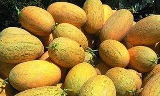 吃羊肉哈密瓜,羊肉与哈密瓜的完美邂逅