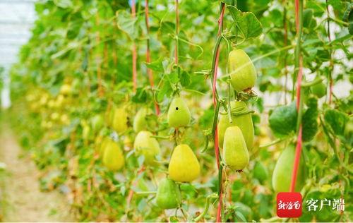 网名 吃瓜,揭秘网络时代的“瓜田”趣事