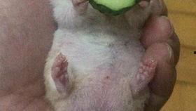 吃瓜王老王,揭秘娱乐圈幕后故事