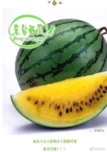 东台吃瓜比赛直播,全民狂欢，瓜王争霸一触即发！