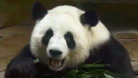 囡囡吃瓜,揭秘娱乐圈那些不为人知的幕后故事