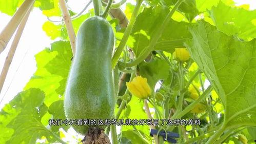 湾湾blase吃瓜,揭秘娱乐圈幕后真相