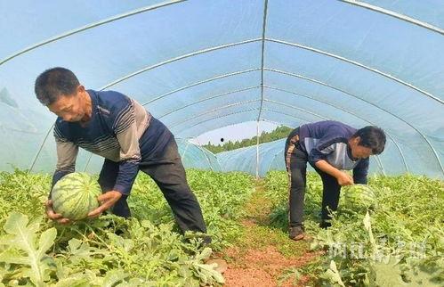 南沿村吃瓜视频