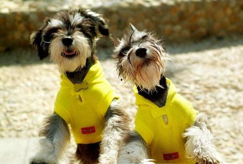 哈密瓜雪纳瑞可以吃吗,宠物饮食中的美味选择