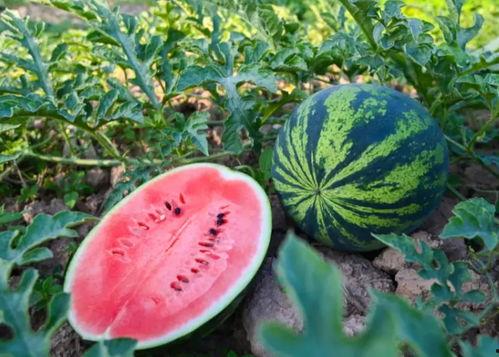 郑州近期吃瓜汇总,吃瓜群众速览