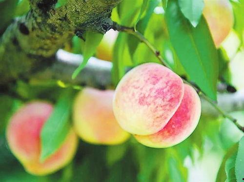 吃瓜看着桃,一场视觉与味觉的盛宴