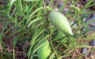 小时候吃瓜长大后吃瓜,瓜果时光的甜蜜变迁