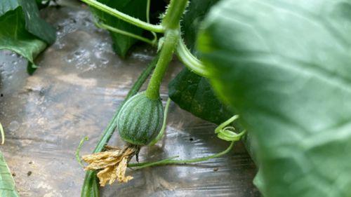 小时候吃瓜长大后吃瓜,瓜果时光的甜蜜变迁