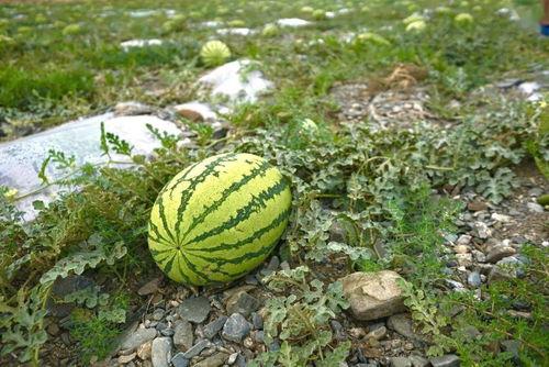 怎么获得吃瓜的动作,轻松学会吃瓜达人必备动作