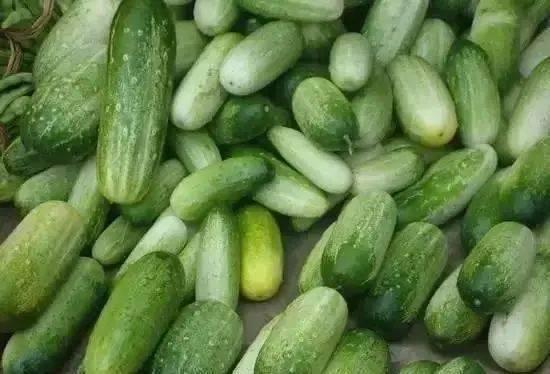 云南扶手瓜怎样吃啊,云南扶手瓜的多样食法探索