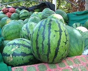 云南扶手瓜怎样吃啊,云南扶手瓜的多样食法探索