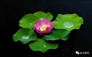 莲花楼绘画吃瓜