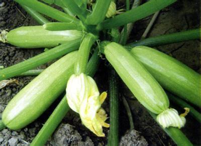 葫芦瓜茄子可以混吃,营养美味两不误