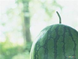 灿烂吃瓜,揭秘娱乐圈的甜蜜与苦涩