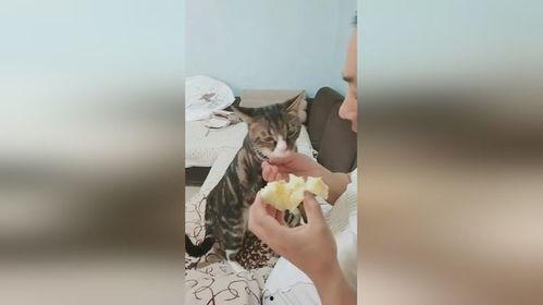 吃瓜女主人,一场关于成长与救赎的奇幻之旅