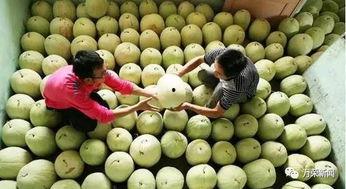声控吃三白瓜