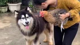 牛吃瓜的视频