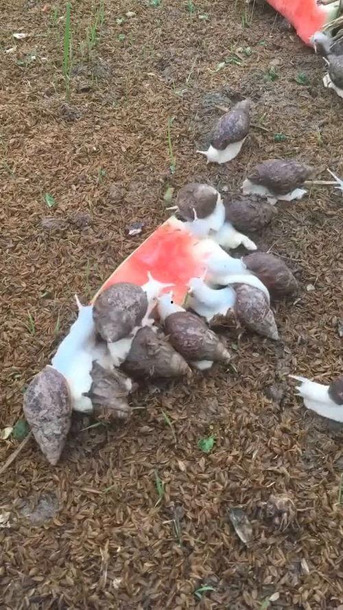 蜗牛吃不吃瓜视频