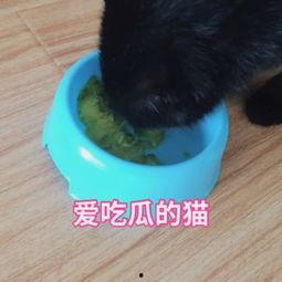 猫猫吃瓜搞笑视频