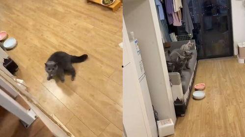 猫猫吃瓜搞笑视频
