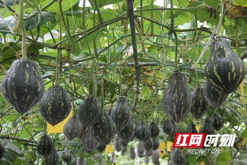 衡阳吃瓜群,揭秘本地热门话题与民间舆论场