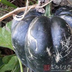 方瓜花芽怎么吃,方瓜花芽的多样美味食用方法探索