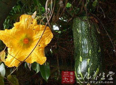 方瓜花芽怎么吃,方瓜花芽的多样美味食用方法探索